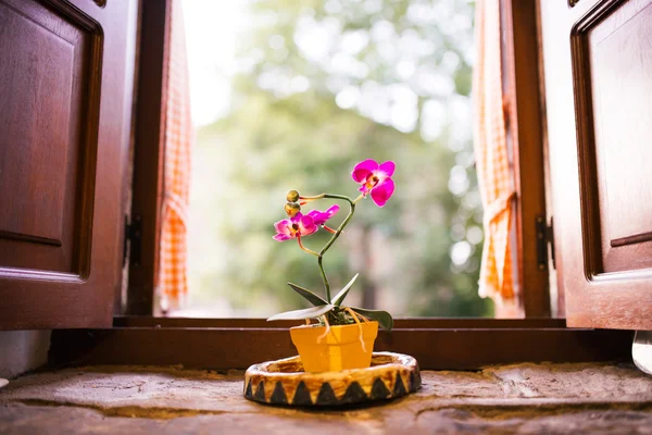 Flor rosa em uma casa rural — Fotografia de Stock