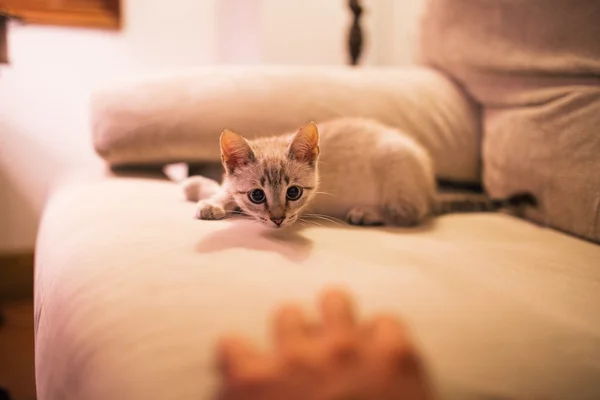 Pequeño gato divertido — Foto de Stock