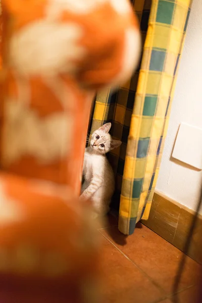 Funny little pussy cat — Stock Photo, Image