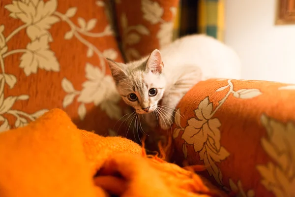 Funny little pussy cat — Stock Photo, Image