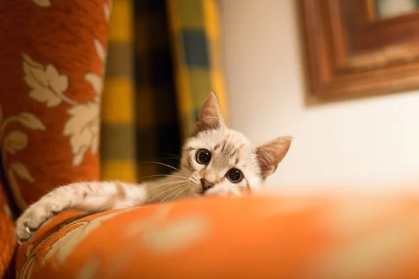 Śmieszne kot mały — Zdjęcie stockowe