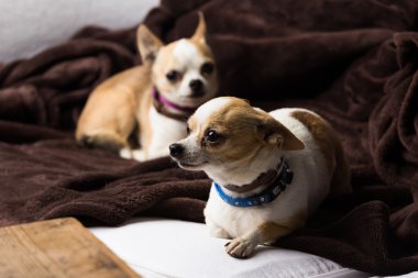 Two small chihuahuas indoors clipart