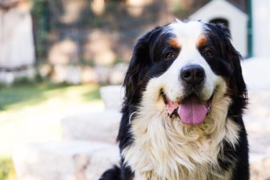 Bernese dağ köpeği 