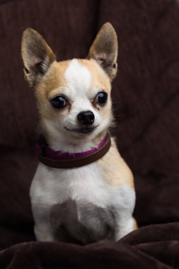 Küçük Chihuahua köpek 