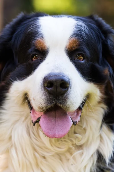 Bernese cão de montanha — Fotografia de Stock