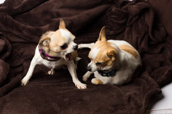 Chihuahua en colère et se battant avec un autre chien — Photo