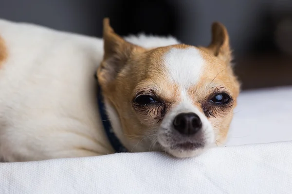 Perro Chihuahua pequeño —  Fotos de Stock