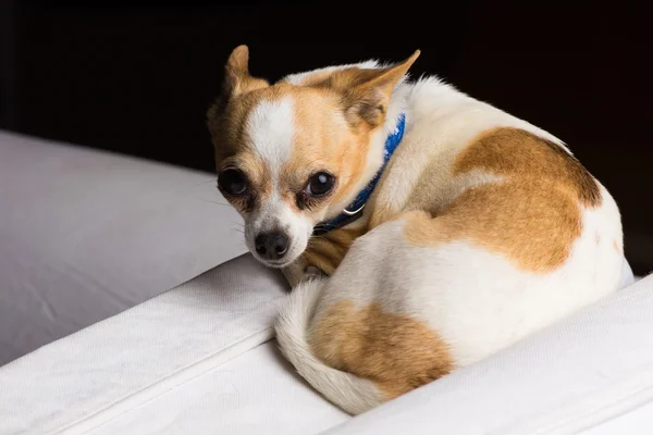 Malá čivava pes — Stock fotografie