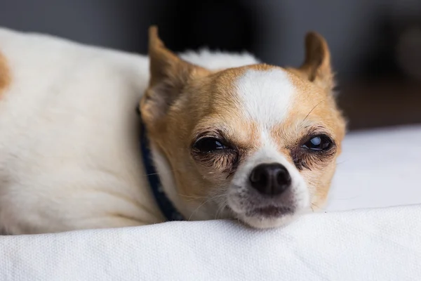 Anjing Chihuahua Kecil Stok Foto Bebas Royalti