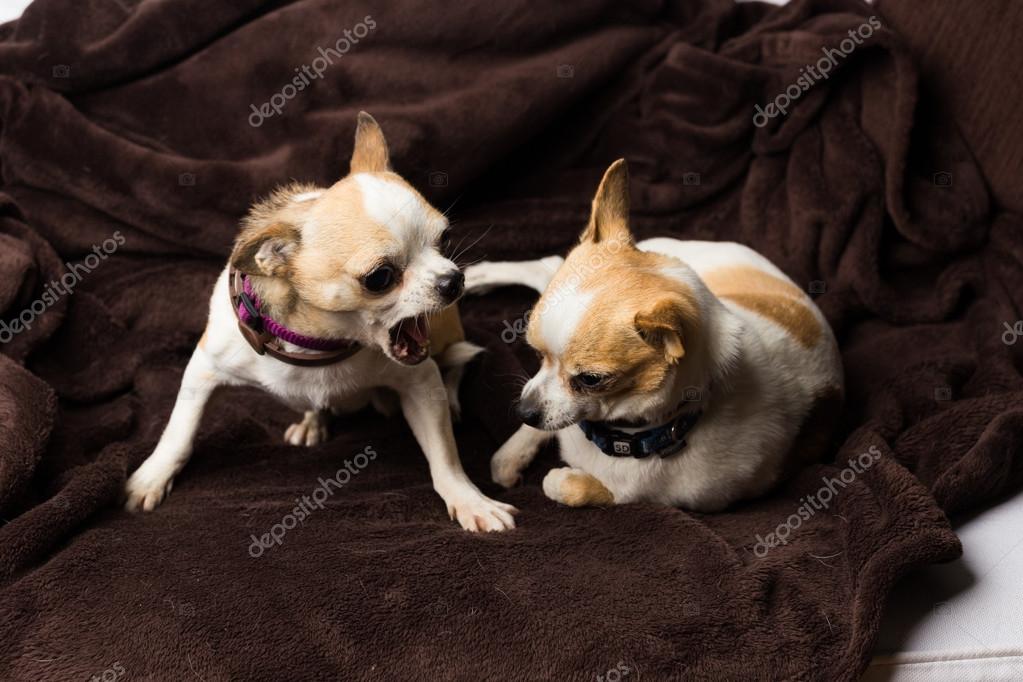 1 Angry Chihuahua Stock Photos Free Royalty Free Angry Chihuahua Images Depositphotos