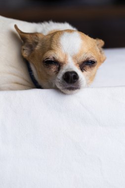 Küçük Chihuahua köpek 