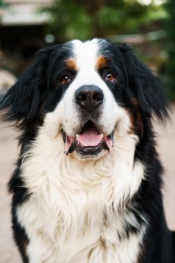 Bernese dağ köpeği açık havada