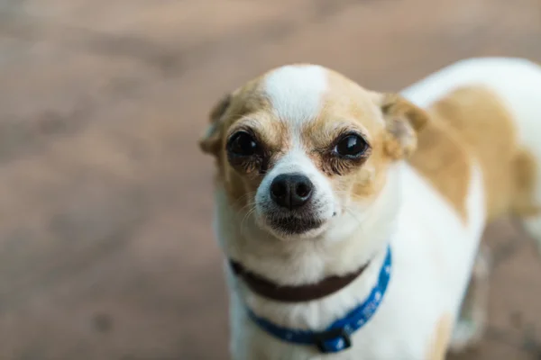 Pequeno cão Chihuahua — Fotografia de Stock