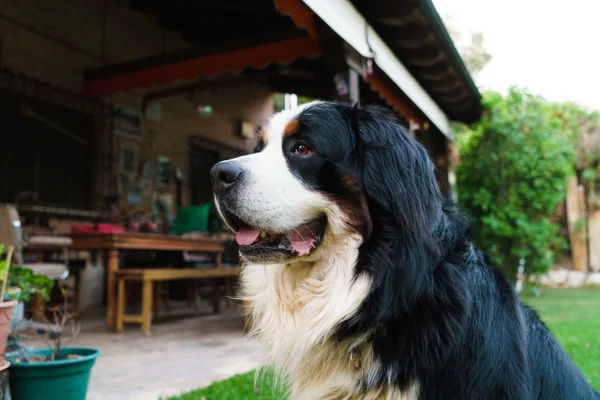 Bernese cão de montanha ao ar livre — Fotografia de Stock