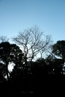 Ağacın içinde gölge