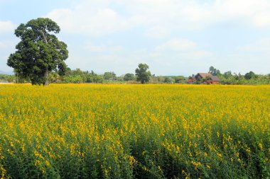 Dosyalanmış manzara arka plan