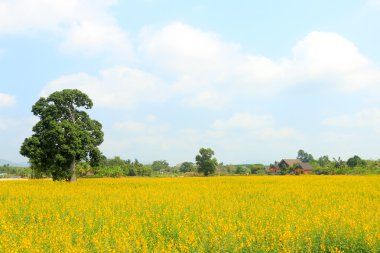 alan manzara arka plan