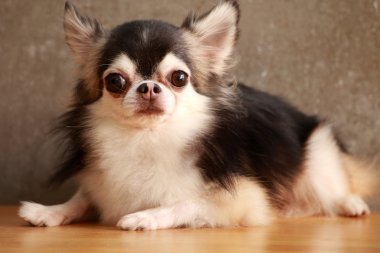 Köpek Chihuahua stili