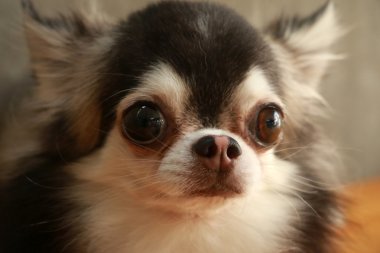 Köpek Chihuahua stili