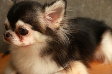 Köpek Chihuahua stili