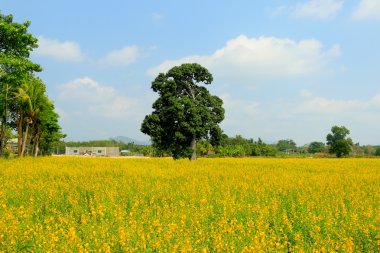 Dosyalanmış peyzaj (sarı alan)