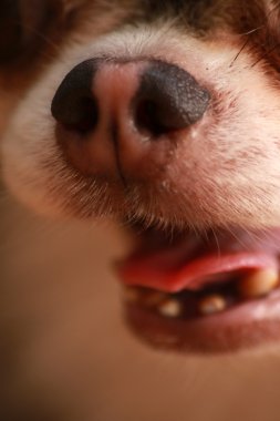 Köpek Chihuahua yakın kadar ağız