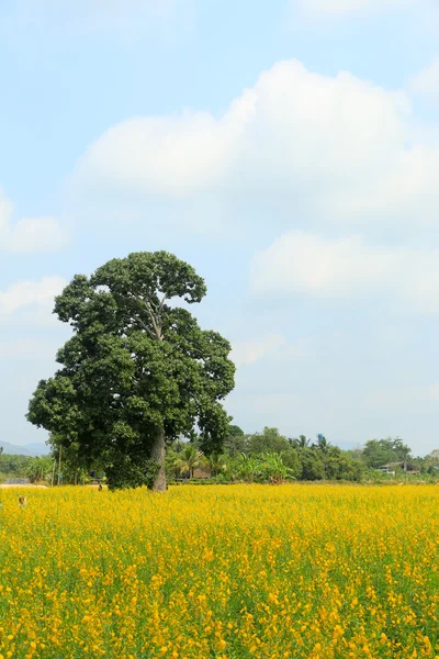 Campo paisaje fondo — Foto de Stock