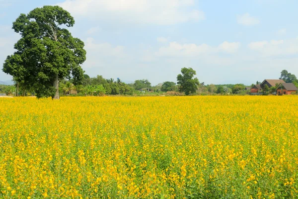 Landschap-achtergrond van een veld — Stockfoto