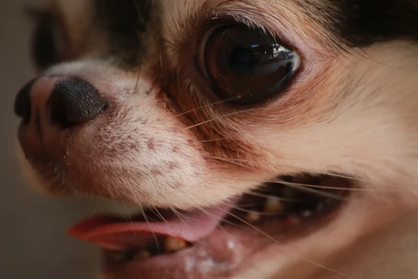 Hond Chihuahua close-up van het oog — Stockfoto