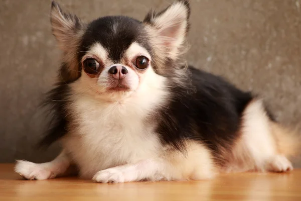 Estilo Chihuahua cão — Fotografia de Stock