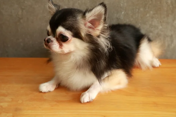 Köpek Chihuahua stili — Stok fotoğraf