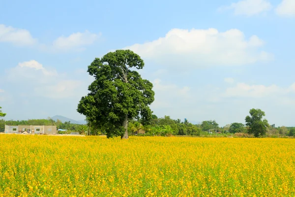 Gearchiveerde landschap (geel veld) — Stockfoto