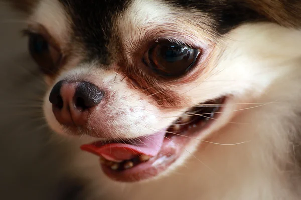 Kutya-Chihuahua közelről a szem — Stock Fotó
