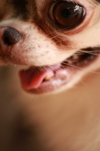 Dog Chihuahua close up  the nose