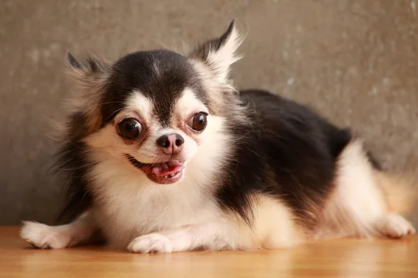 Kutya-Chihuahua stílus — Stock Fotó