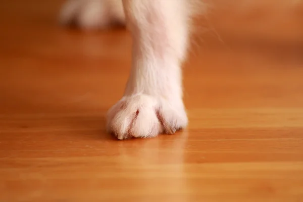Köpek Chihuahua yakın kadar bacak