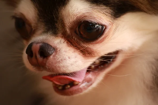 Hond Chihuahua close-up van het gezicht — Stockfoto