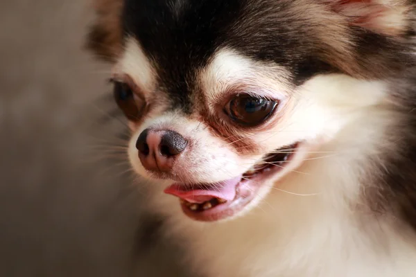 Hund-Chihuahua-Stil — Stockfoto