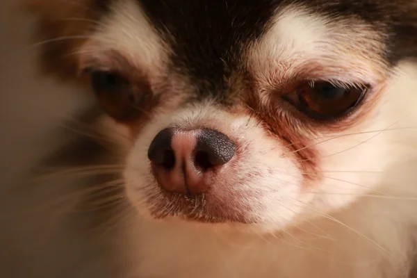 Hund Chihuahua verschließt das Gesicht — Stockfoto