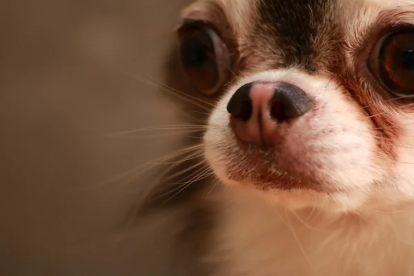Kutya-Chihuahua stílus — Stock Fotó