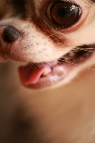 Cão Chihuahua fechar o nariz Imagens De Bancos De Imagens Sem Royalties