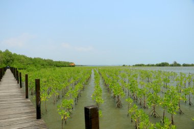 mangrov orman Tayland