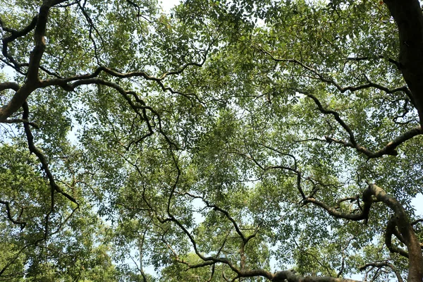 Leaf of a tree — Stock Photo, Image