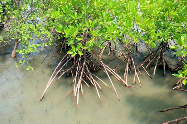 Mangrovenwald in Thailand — Stockfoto