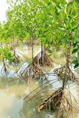 mangrov orman Tayland