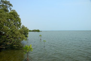 Nehir ve Tayland deniz