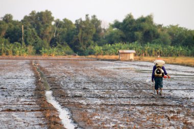 Bir alanında üst düzey çiftçi