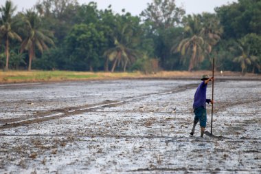 Bir alanında üst düzey çiftçi
