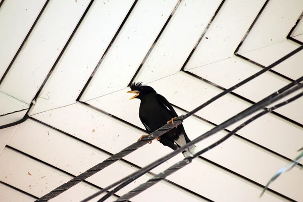 Pássaro de pé sob o telhado — Fotografia de Stock