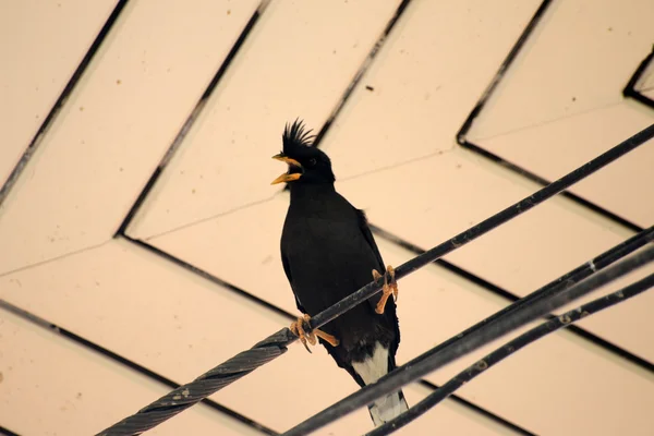 Vogel stand onder dak — Stockfoto